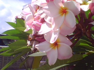08062009.jpg